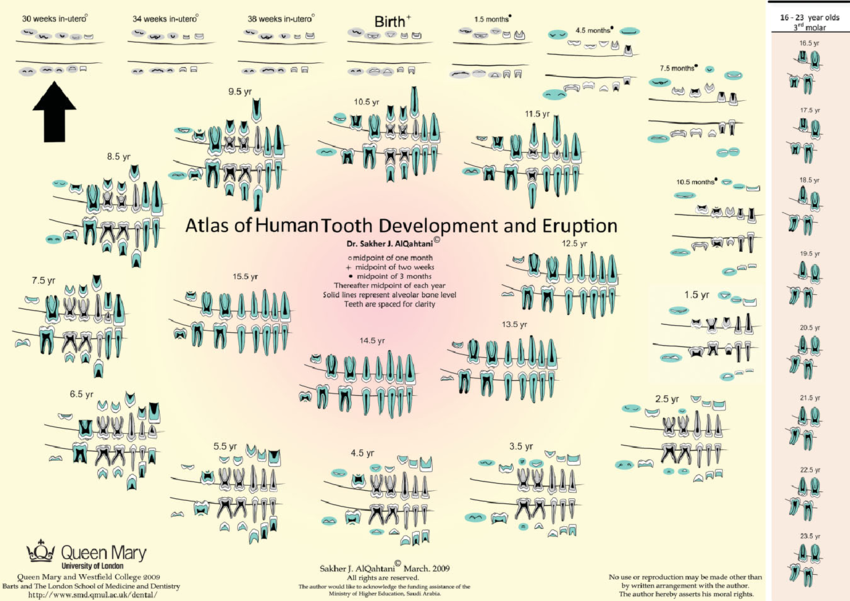 Fig-6-Atlas-of-human-tooth-development-and-eruption-The-arrow-indicates-the-starting Fig-6-Atlas-of-human-tooth